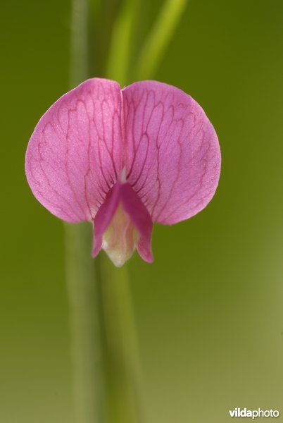Bloempje van graslathyrus