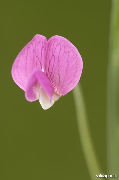 Bloempje van graslathyrus