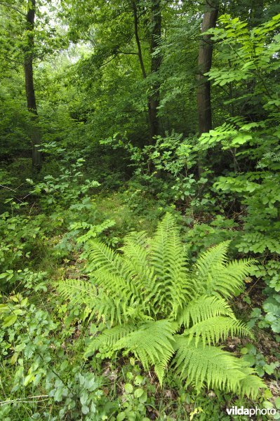 Bosreservaat Groot Gasthuisbos