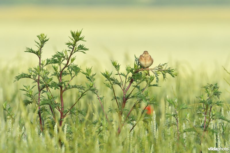 Veldleeuwerik in akker 