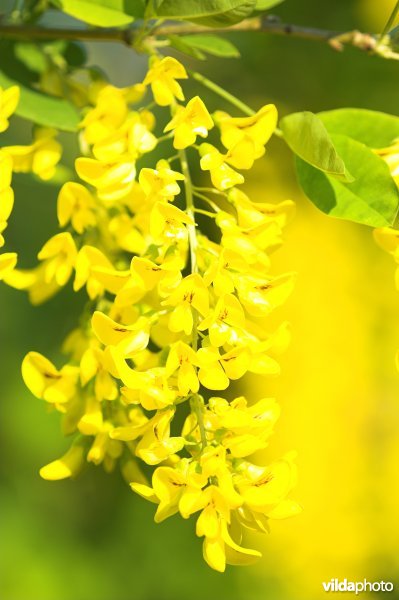 Bloeiende robinia