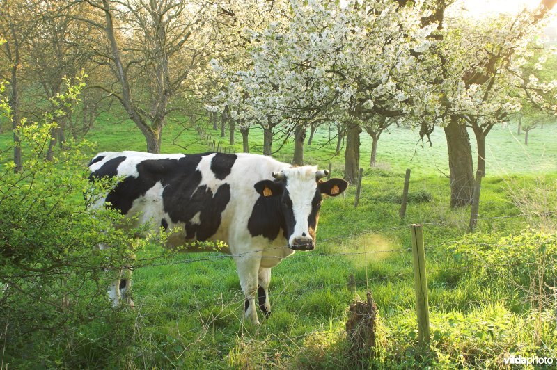 Boomgaard en vee in Grootloon