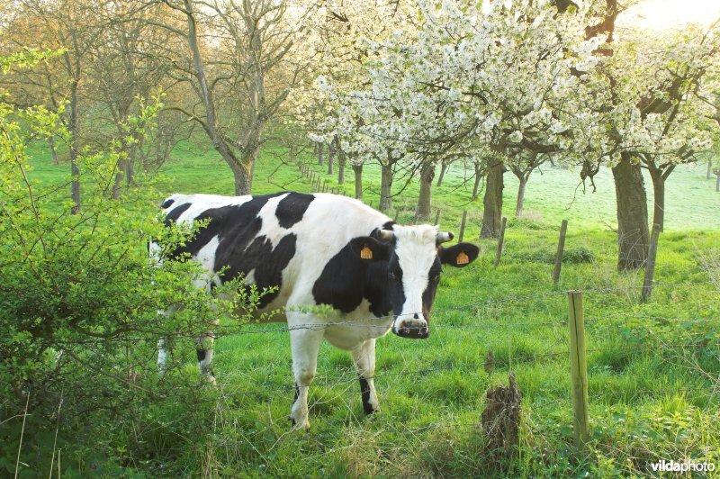 Boomgaard en vee in Grootloon