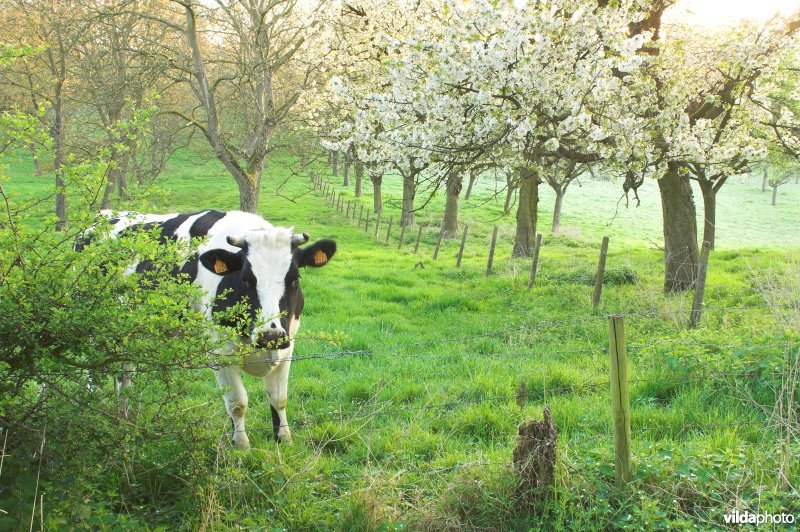 Boomgaard en vee in Grootloon