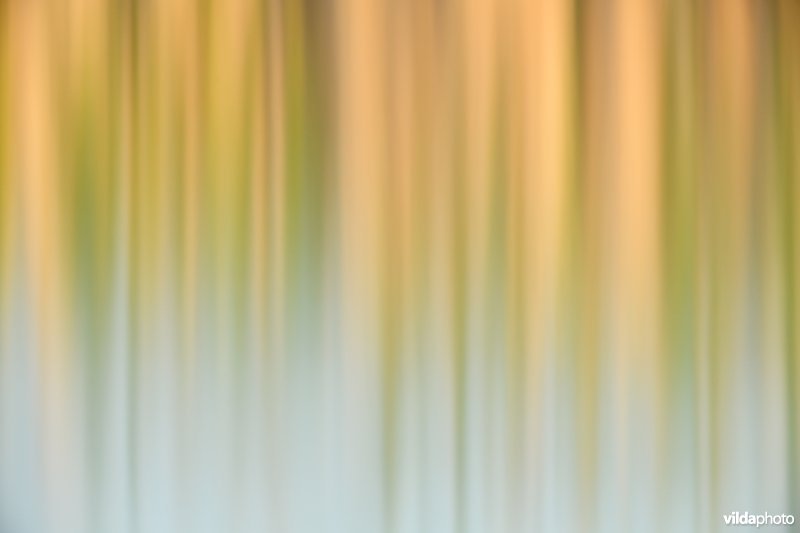 Abstracte reflecties van waterplanten