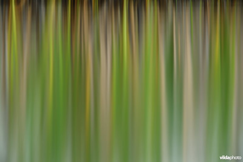Abstracte reflecties van waterplanten