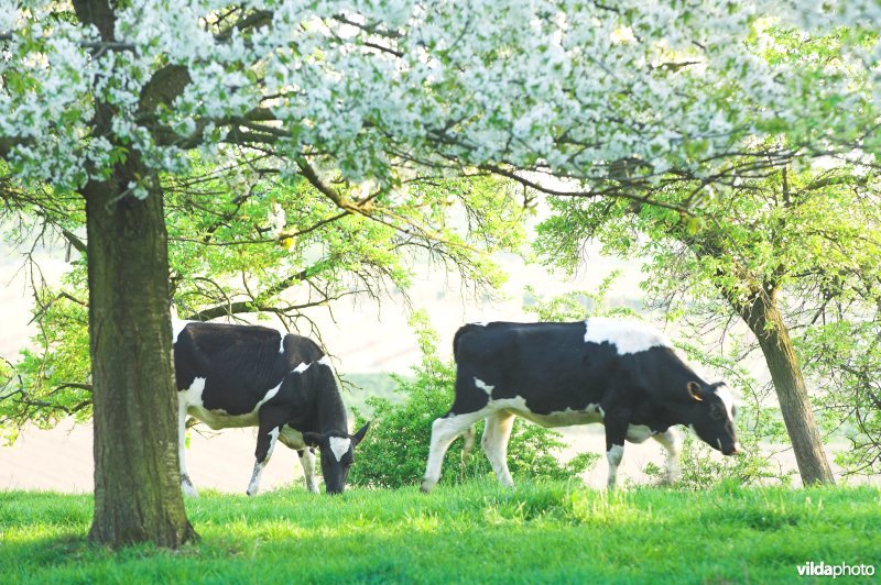 Koeien in boomgaard in Grootloon