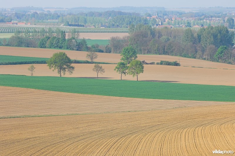 Zicht vanop de Haringsberg in Grootloon