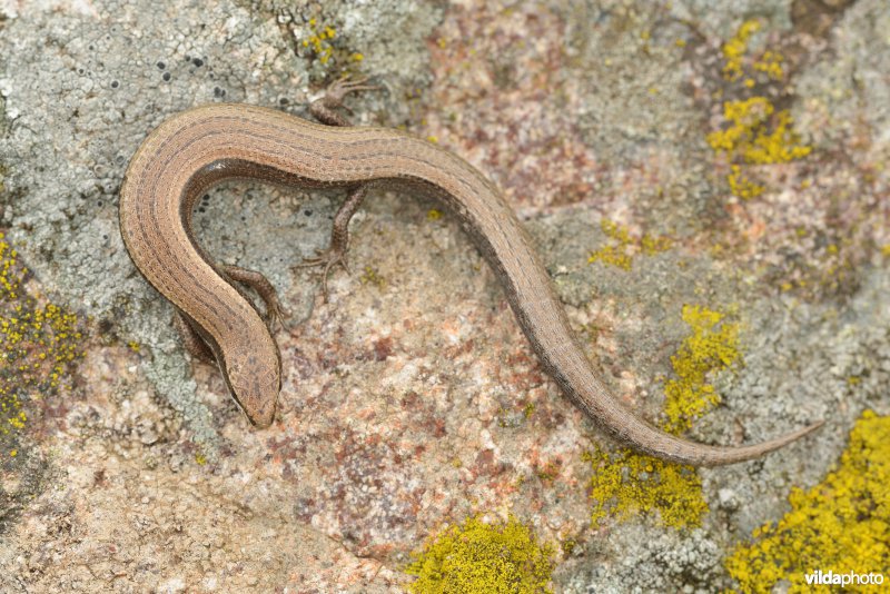 Slangenoogskink