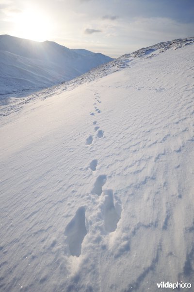 Sporen van Sneeuwhaas