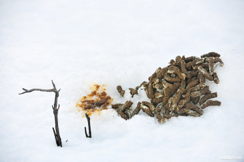 Alpensneeuwhoen uitwerpselen