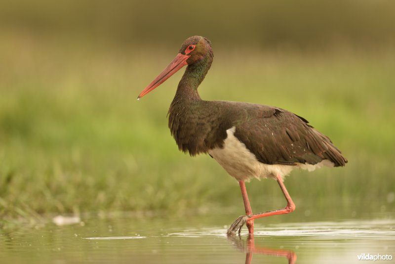 Zwarte ooievaar