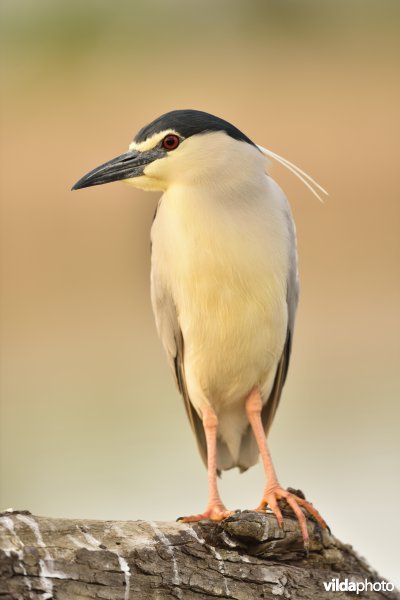 Kwak