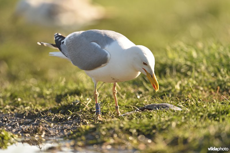 Gekleurringde Pontische meeuw