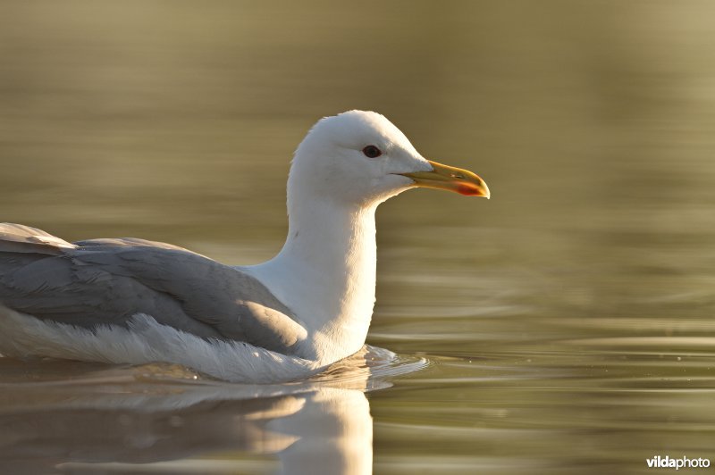 Pontische meeuw