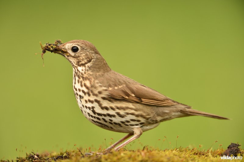 Zanglijster met nestmateriaal