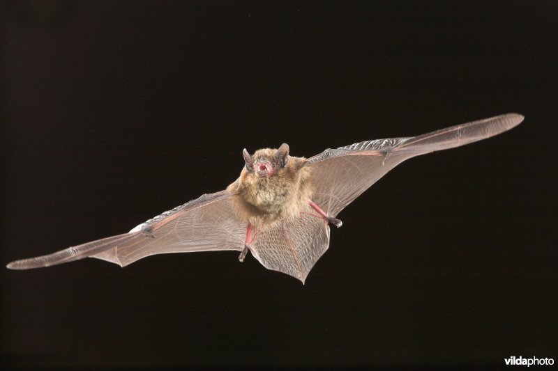 Ruige dwergvleermuis