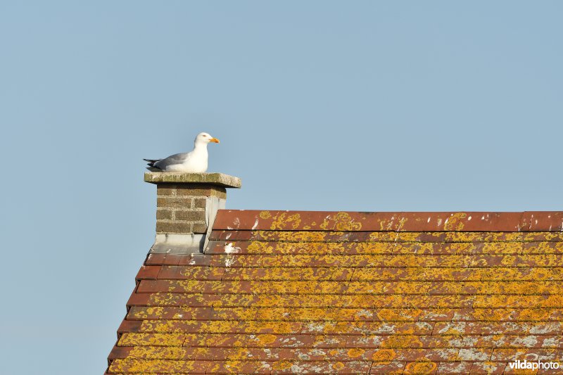 Zilvermeeuw op dak 
