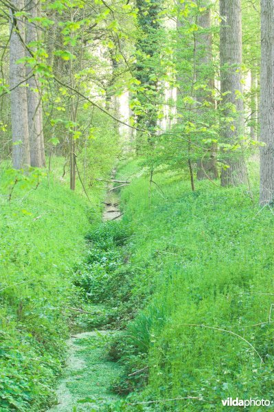 Natuurgebied Hampveld langs de Herk