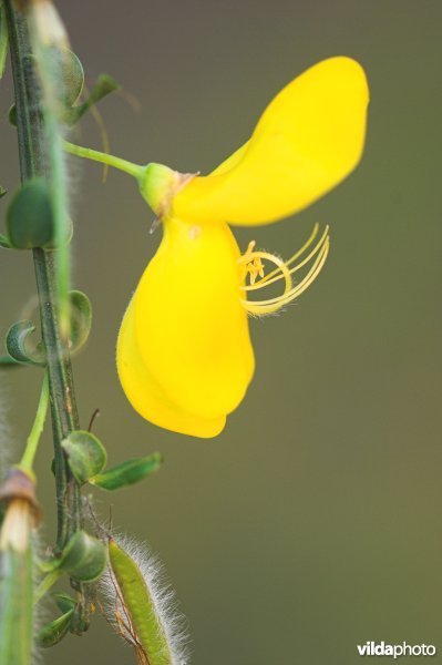 Bloem van Brem