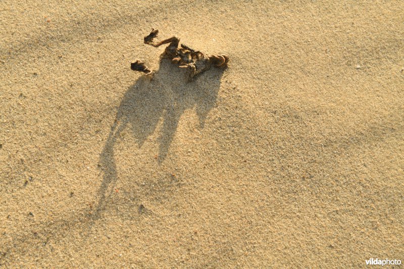 Dode pad in het zand