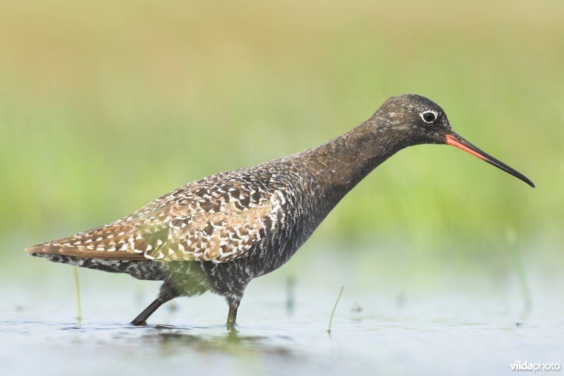 Fouragerende Zwarte ruiter