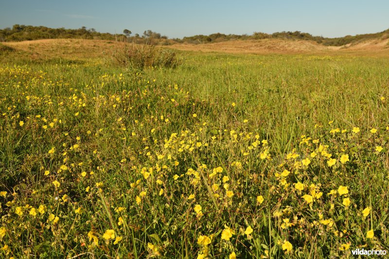 Natuurreservaat De Westhoek