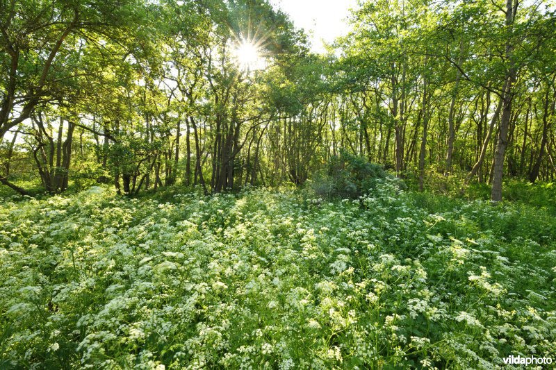 Fluitekruid in de Houtsaegerduinen