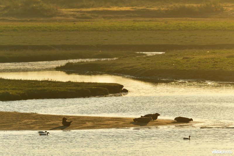 Gewone zeehonden in de IJzermonding