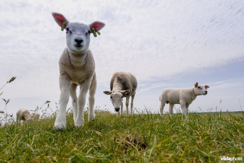 Schapen grazen op een dijk