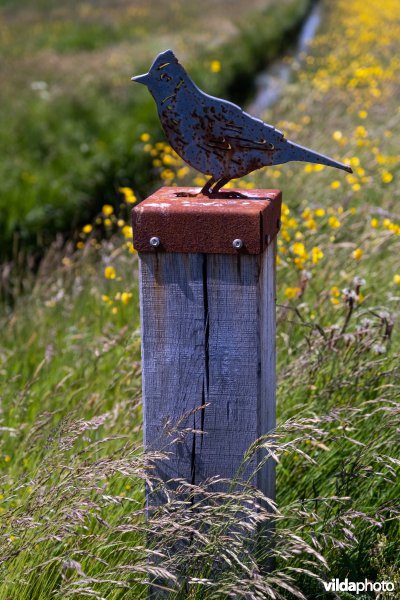 IJzeren veldleeuwerik op Terschelling