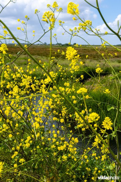 Bloemrijke berm in Polder Arkemheen