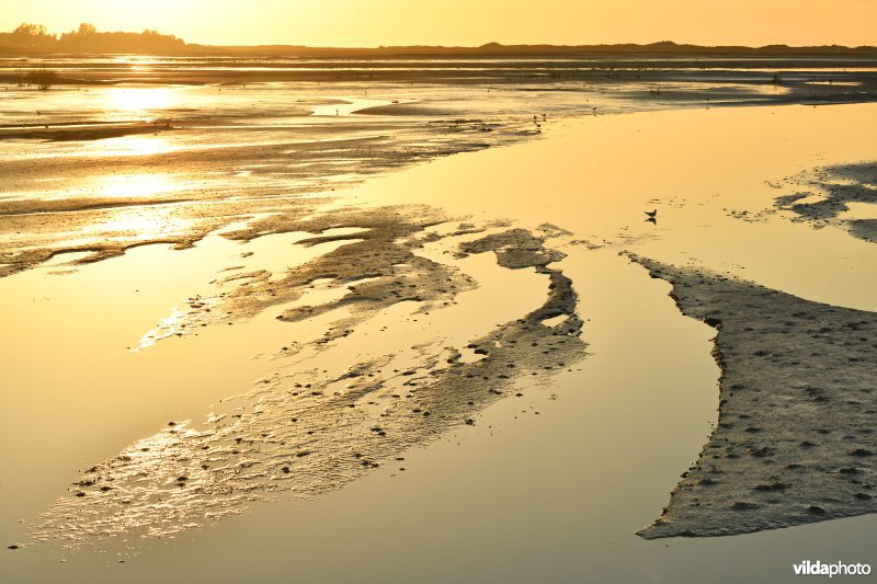 Slikken en schorren in de Zwinvlakte bij laagtij