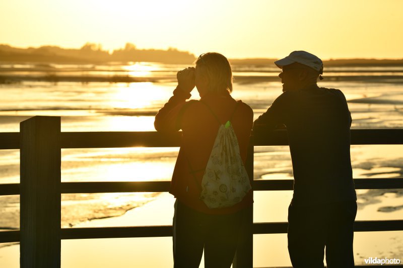 Uitkijkplatform in de Zwinvlakte