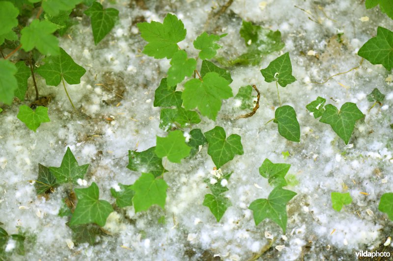 Pluizige zaadjes van populier