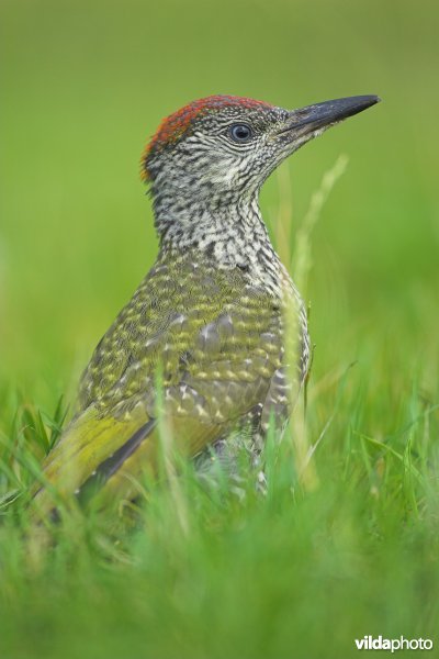 Groene specht