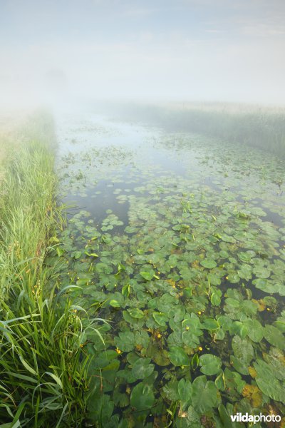 Gele plomp in de Stenensluisvaart