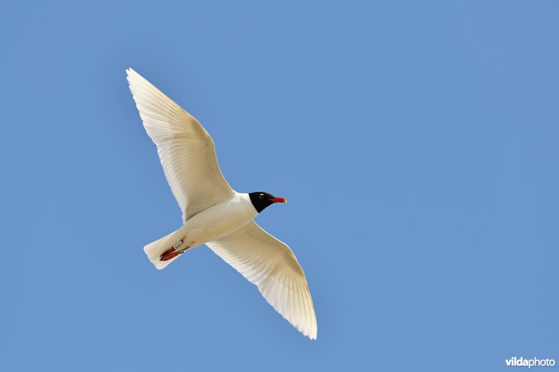 Zwartkopmeeuw