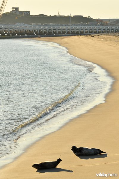 Gewone zeehond en Grijze zeehond in Oostende