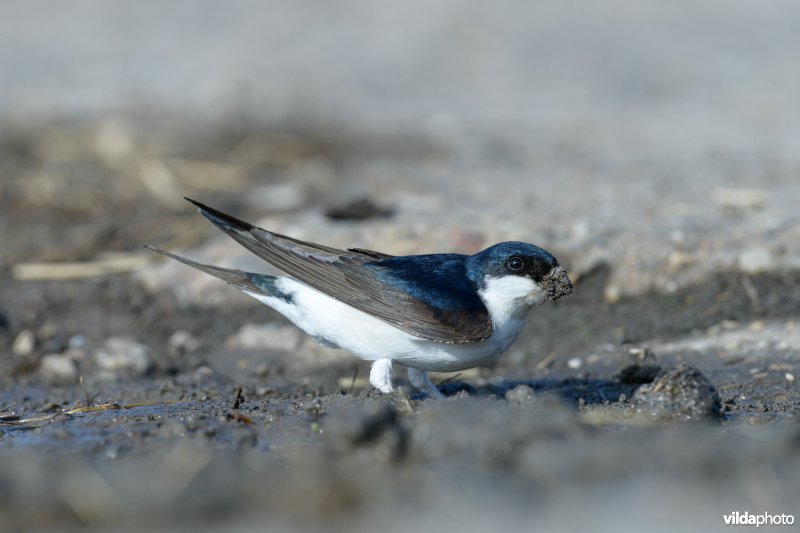 Huiszwaluw