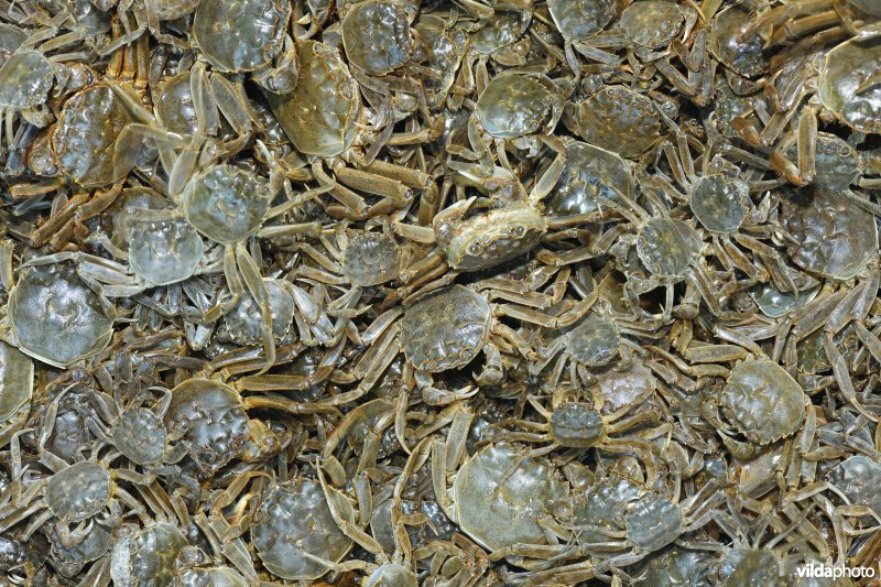 Gevangen Chinese wolhandkrab met val op de Kleine Nete