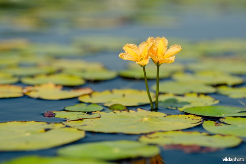 Bloeiende watergentiaan