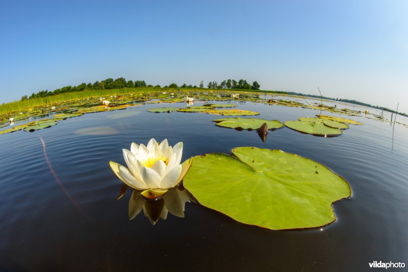 Bloeiende witte waterlelie