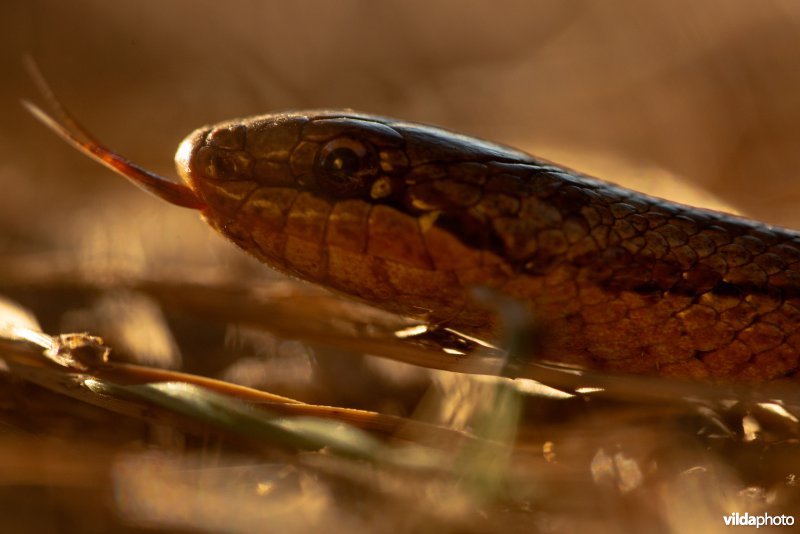 Impressie van gladde slang