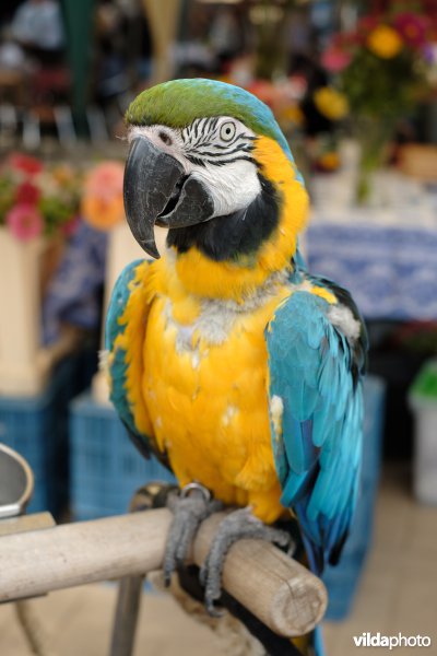 Blauwgele ara op een braderie