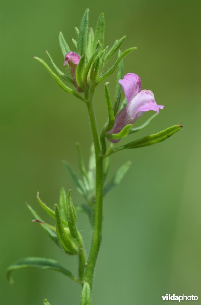 Akkerleeuwenbek