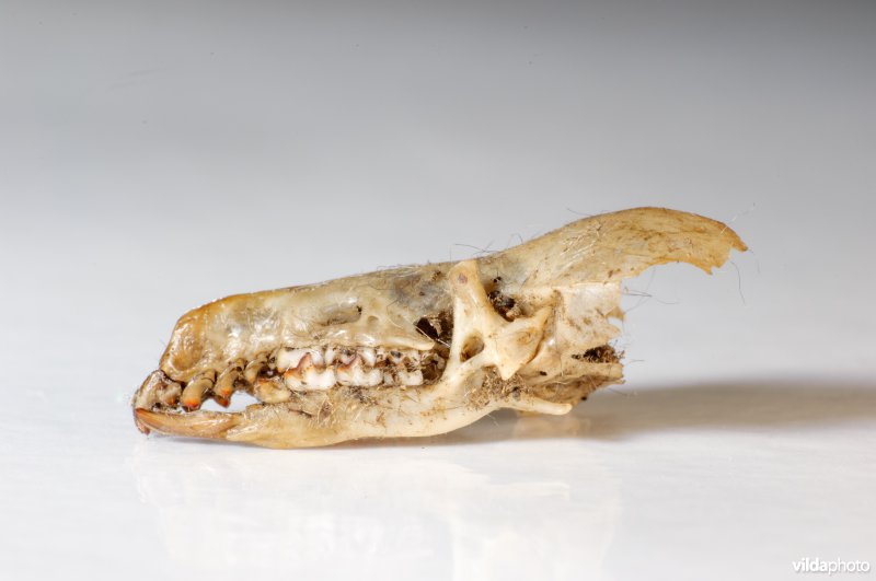 Het schedeltje van een waterspitsmuis