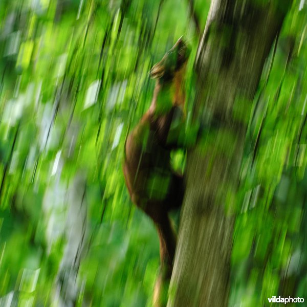 Een boommarter klimt in een boom