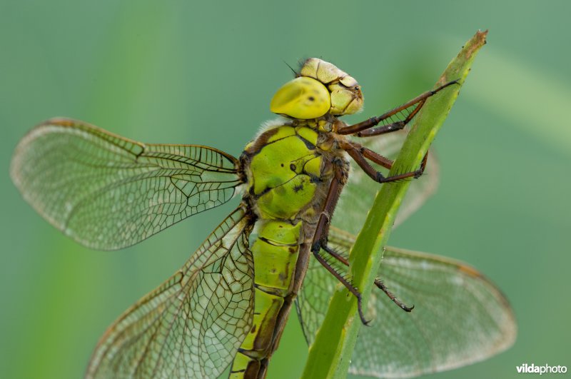 Portret van vrouwtje Groene Glazemaker tussen krabbenscheer