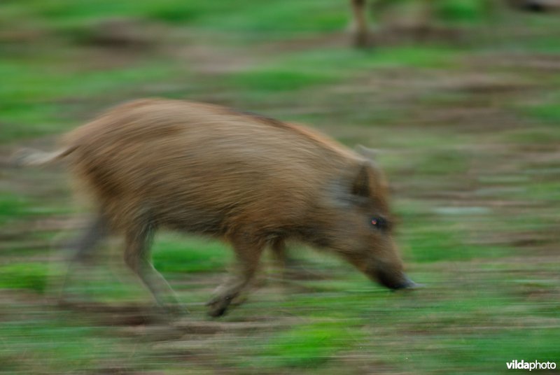 Dravend Wild zwijn (Sus scrofa)